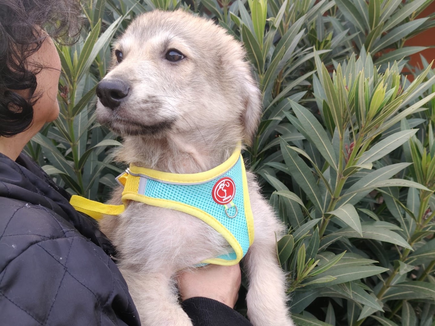 Adotta un cane, maschio, 2 mesi, Crotone