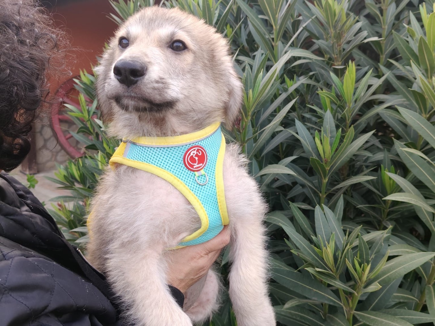 Adotta un cane, taglia grande, maschio, Crotone