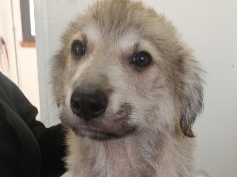 Vuoi adottare un cane a Crotone?