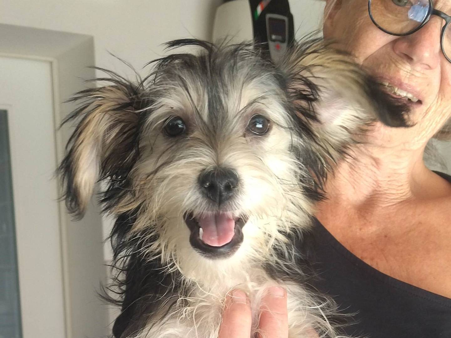 Adozione cane, femmina, Razza sconosciuta Razza sconosciuta, 3 mesi, taglia piccola, Varese