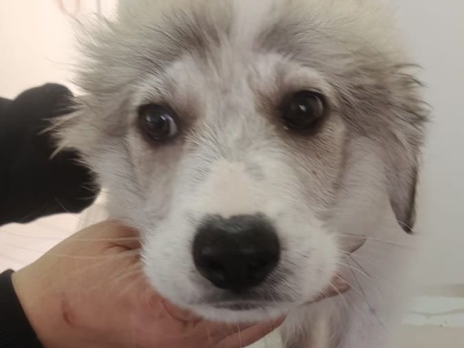 Vuoi adottare un cane a Crotone?