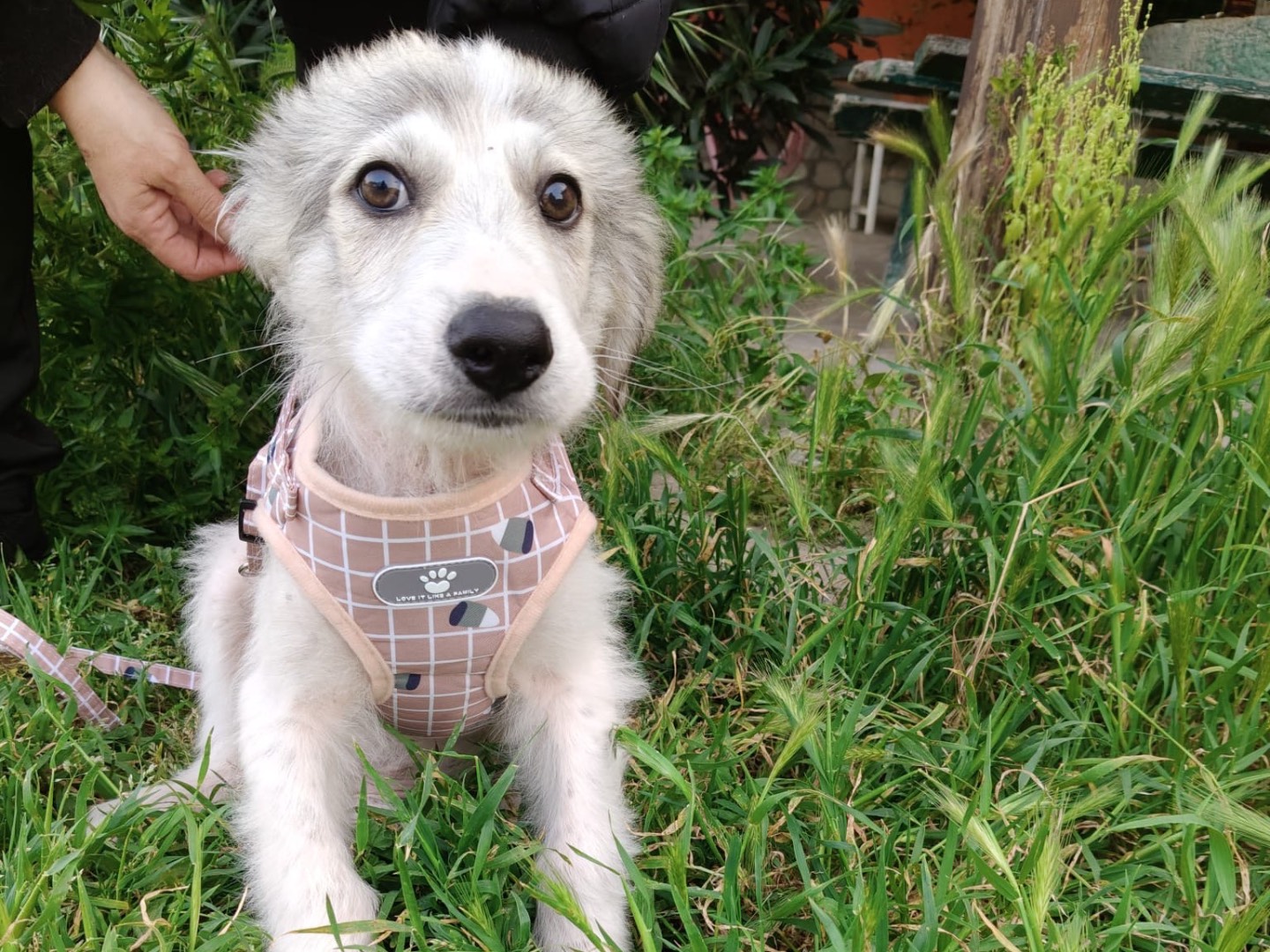 Adotta il cane KAI a Crotone