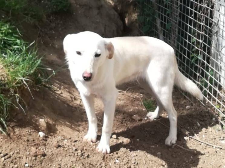 Adotta un cane, taglia media, maschio, Genova