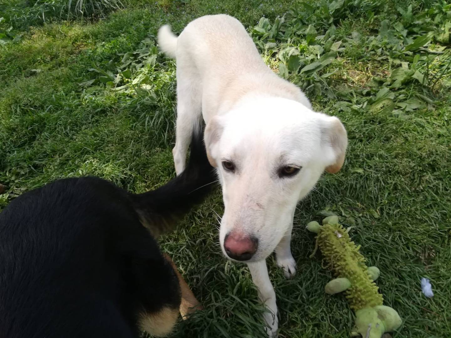 Vuoi adottare un cane a Genova?