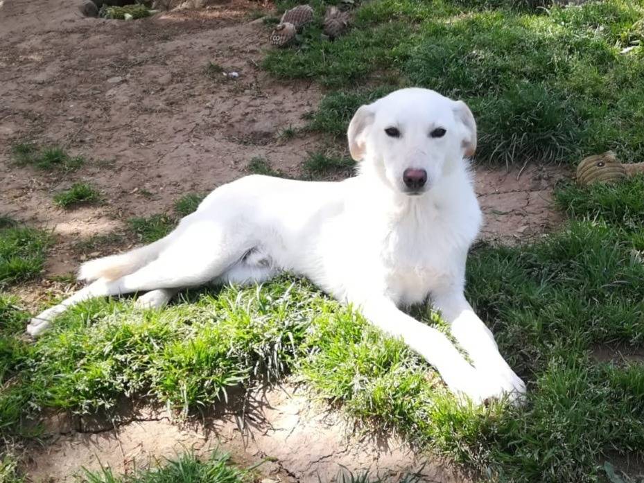 Adotta il cane DOLCISSIMO MERLINO  a Genova