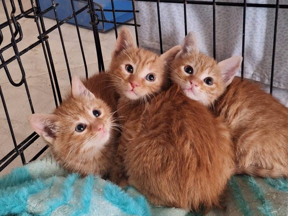 Adotta un gatto, femmina, 2 mesi, Genova