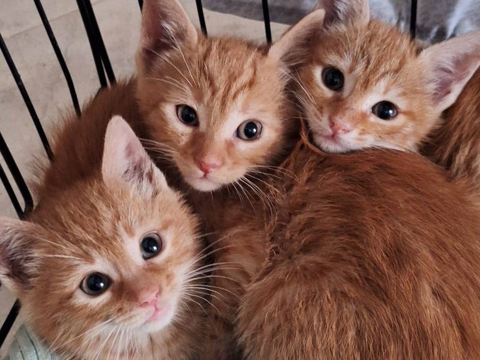 Vuoi adottare un gatto a Genova?