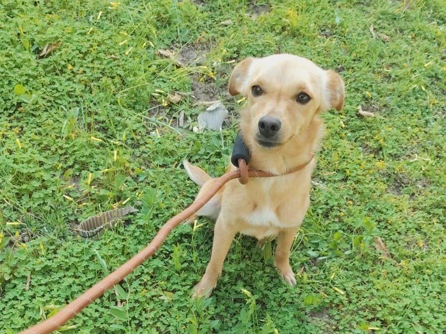 Adozione cane, femmina, Razza sconosciuta Razza sconosciuta, 11 mesi, taglia piccola, Arezzo