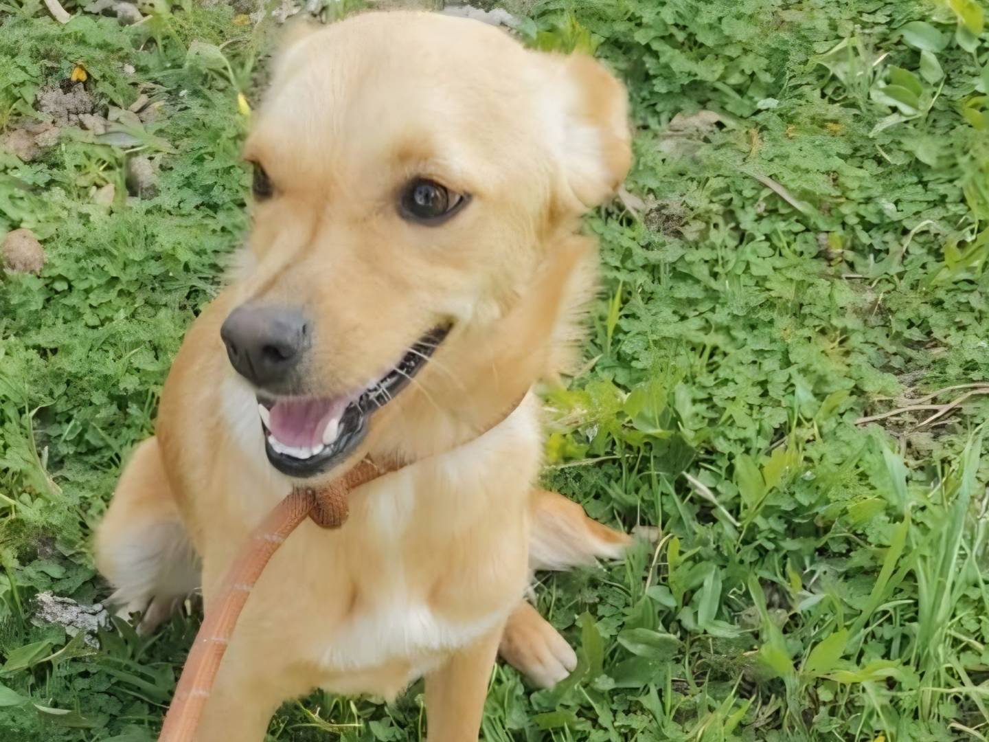 Adotta un cane, taglia piccola, femmina, Arezzo