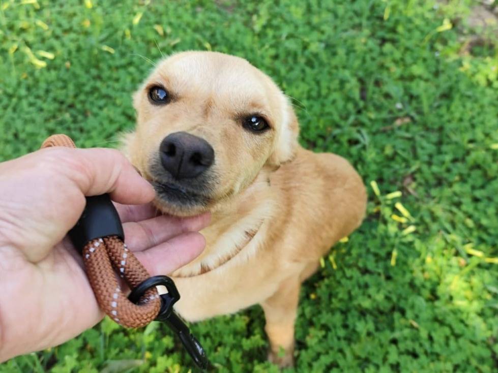 Vuoi adottare un cane a Arezzo?