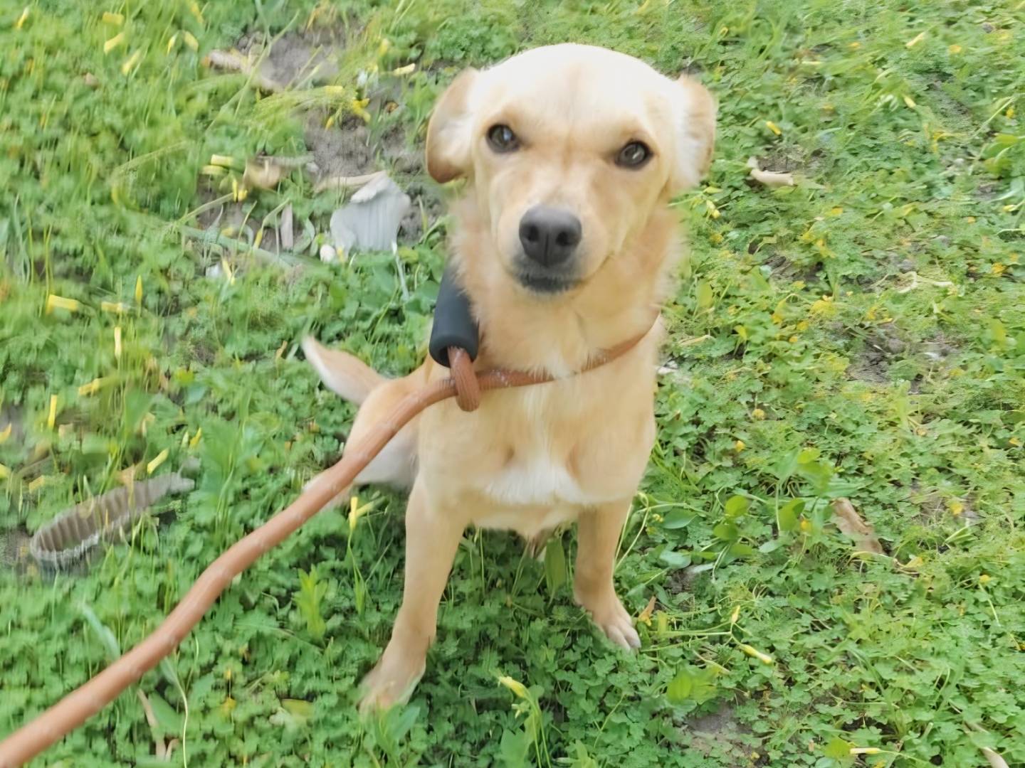 Adotta il cane Cappuccina  a Arezzo