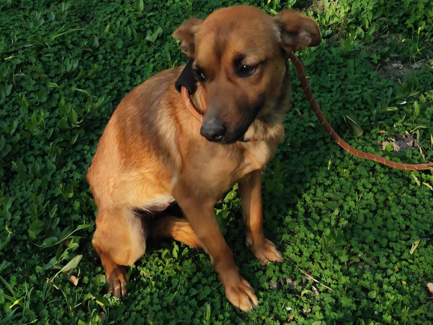 Adozione cane, femmina, Razza sconosciuta Razza sconosciuta, 10 mesi, taglia piccola, Arezzo