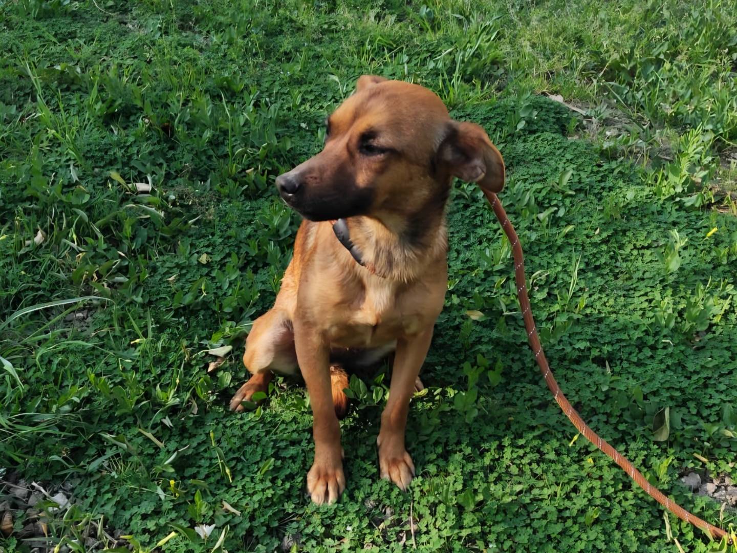 Adotta un cane, femmina, 10 mesi, Arezzo