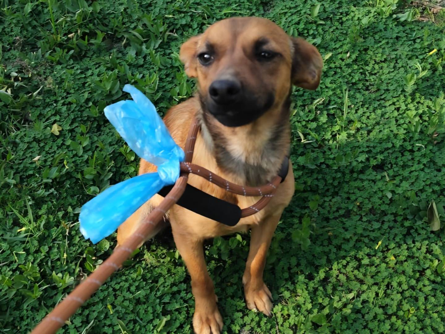 Adotta un cane, taglia piccola, femmina, Arezzo