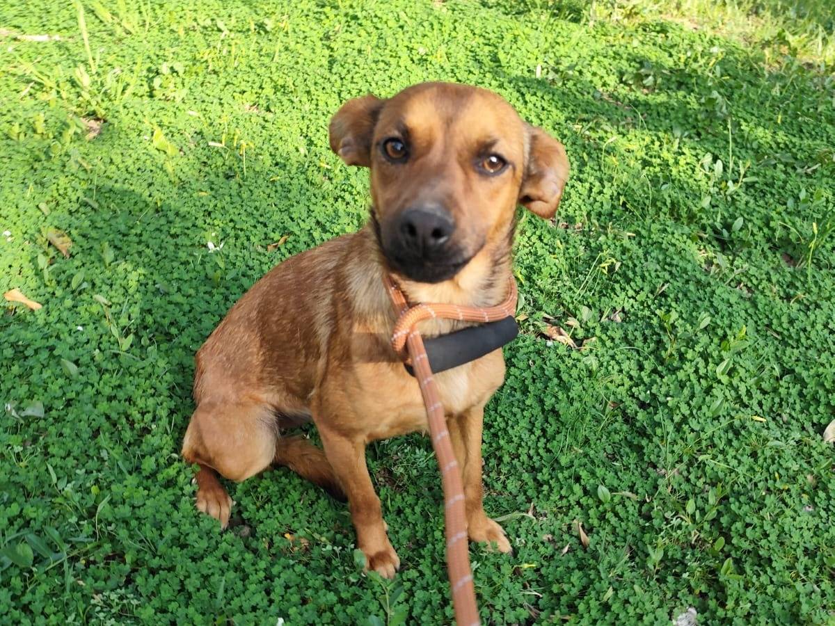 Vuoi adottare un cane a Arezzo?