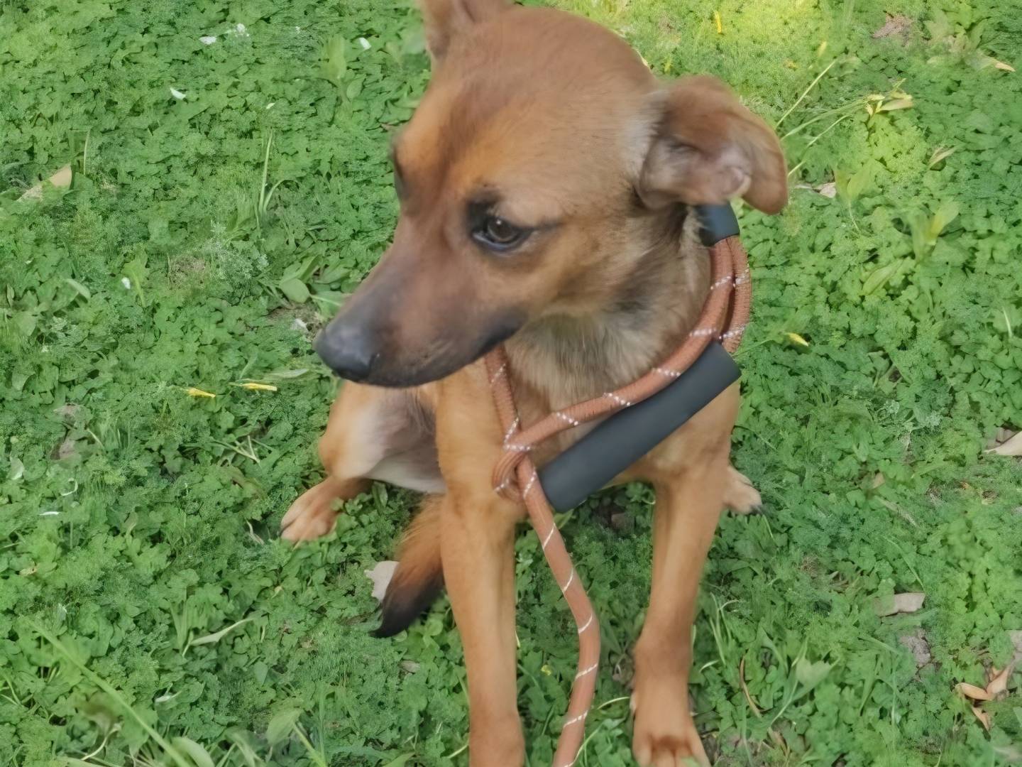 Adotta il cane Ballerina  a Arezzo