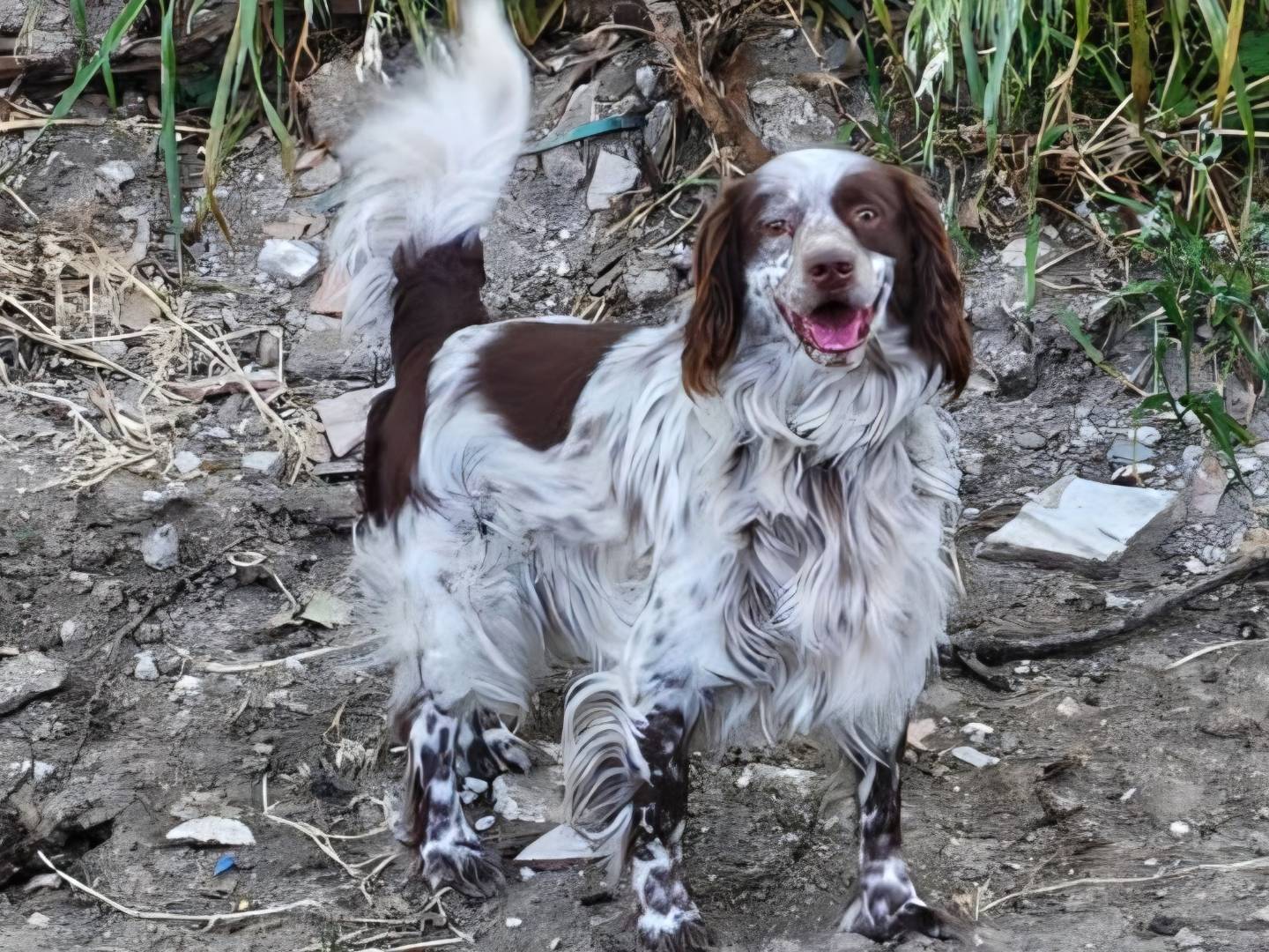 Adotta un cane, maschio, 5 anni, Arezzo