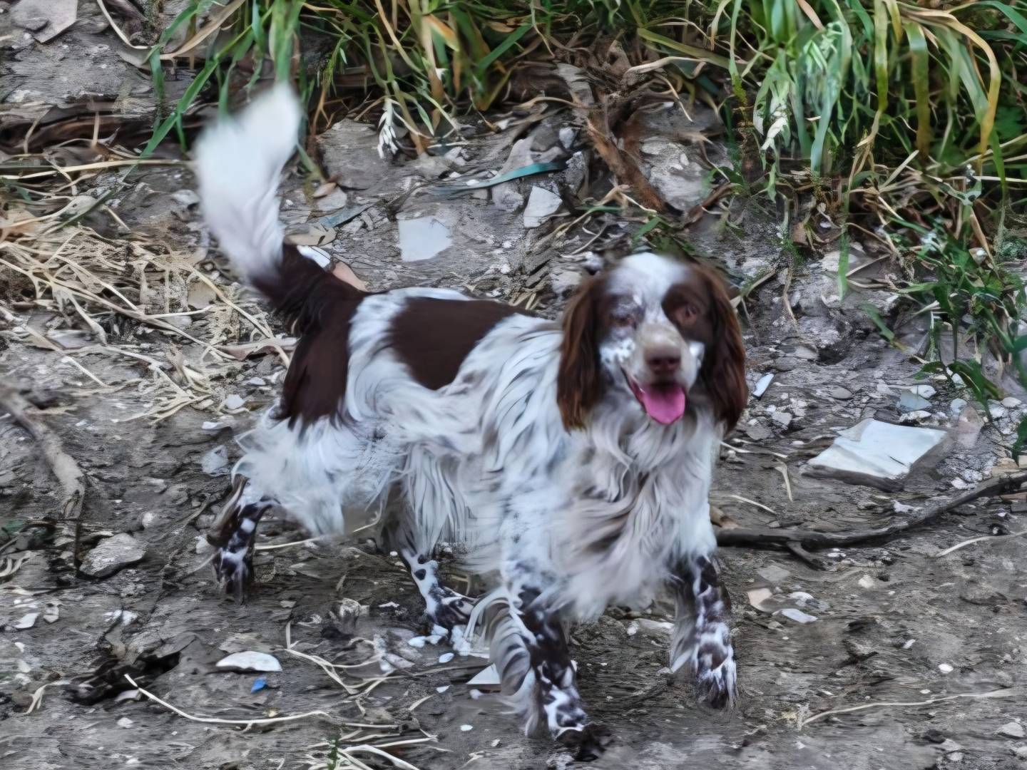 Adotta un cane, taglia media contenuta, maschio, Arezzo