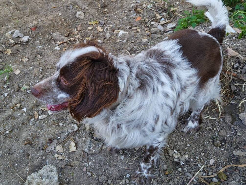 Vuoi adottare un cane a Arezzo?