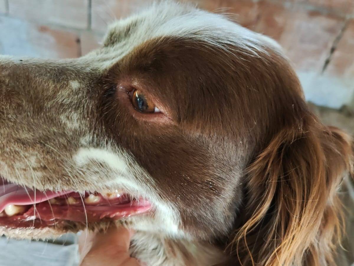 Adotta il cane Billy a Arezzo