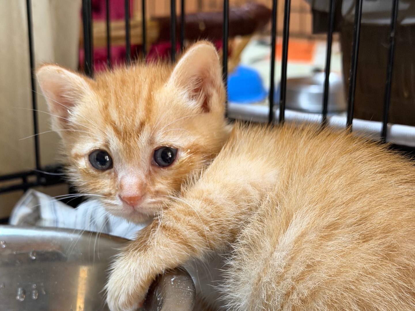 Adozione gatto, maschio, Razza sconosciuta Razza sconosciuta, 1 mesi, taglia non valida, Milano