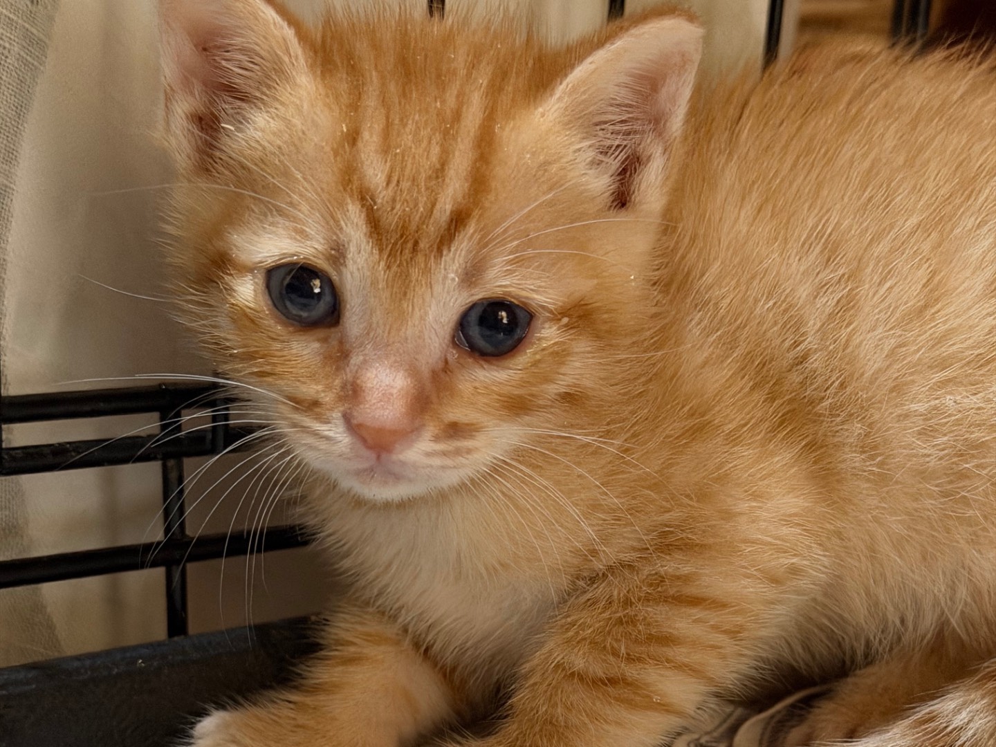 Adotta un gatto, maschio, 1 mesi, Milano