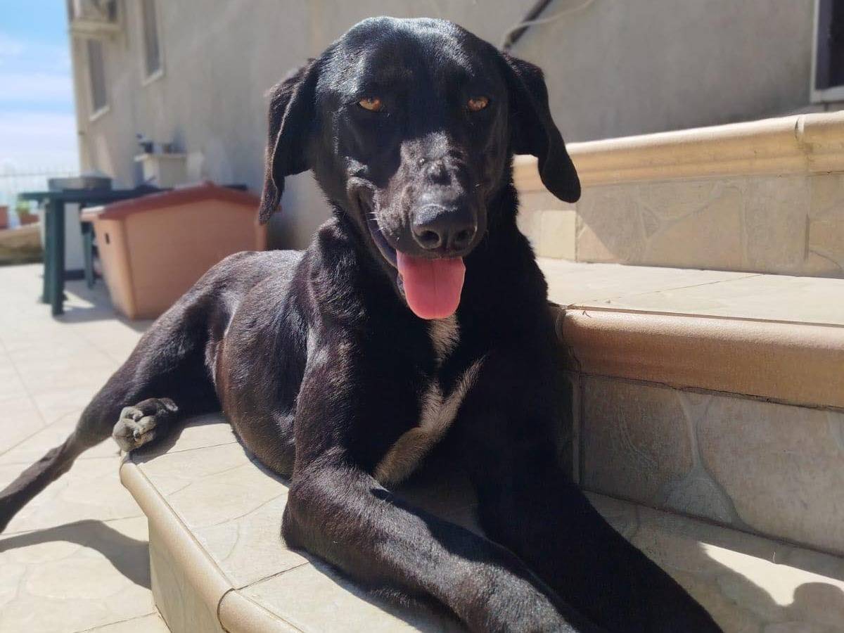 Adozione cane, femmina, Razza sconosciuta Razza sconosciuta, 1 anno e 2 mesi, taglia media, Matera