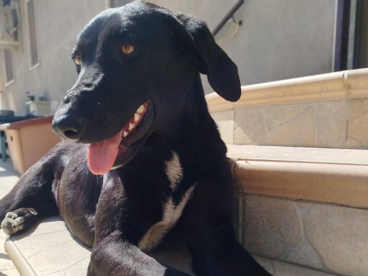Adotta un cane, femmina, 1 anno e 2 mesi, Matera
