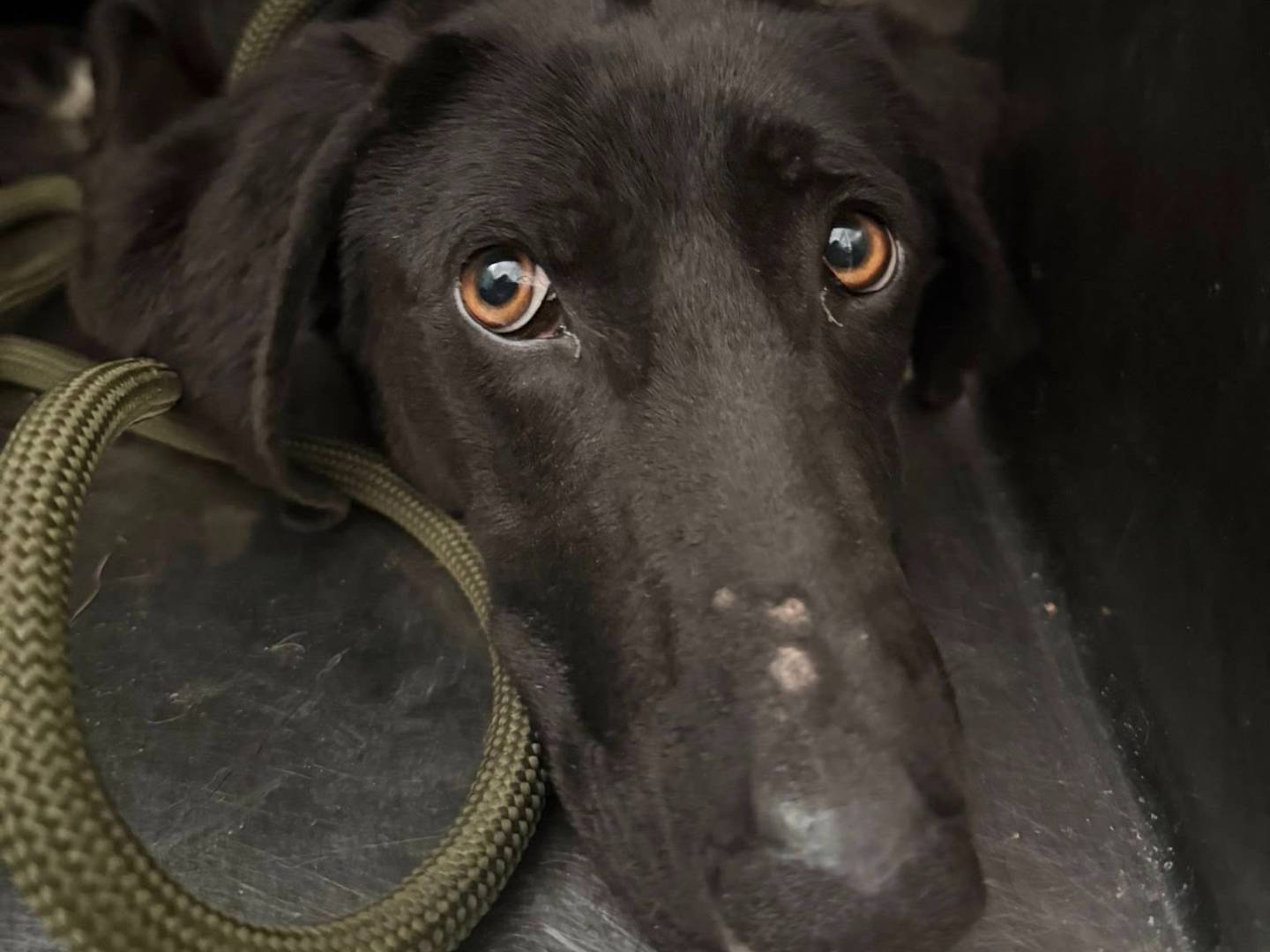 Adotta un cane, taglia media, femmina, Matera