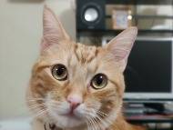 Adozione gatto, maschio, Razza sconosciuta Razza sconosciuta, 3 anni e 9 mesi, taglia non valida, Bari