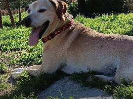 Adozione cane, maschio, Razza sconosciuta Razza sconosciuta, 2 anni e 10 mesi, taglia piccola, Bari