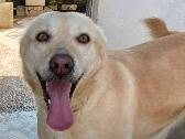 Adozione cane, femmina, Razza sconosciuta Razza sconosciuta, 5 anni e 10 mesi, taglia media contenuta, Bari