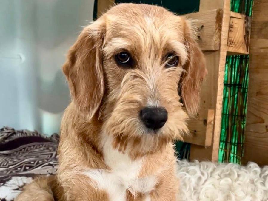 Adozione cane, femmina, Razza sconosciuta Razza sconosciuta, 4 mesi, taglia media contenuta, Chieti