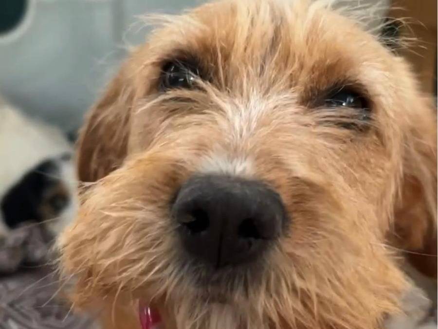 Adotta un cane, femmina, 4 mesi, Chieti