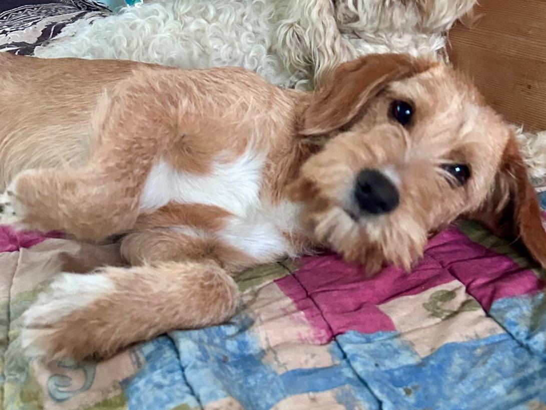 Vuoi adottare un cane a Chieti?