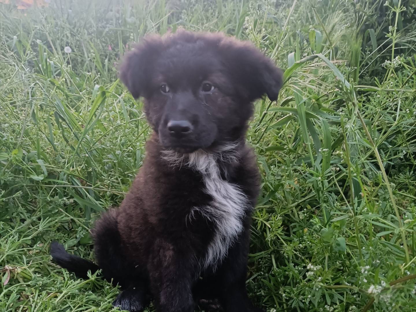 Adozione cane, femmina, Razza sconosciuta Razza sconosciuta, 3 mesi, taglia media, Potenza