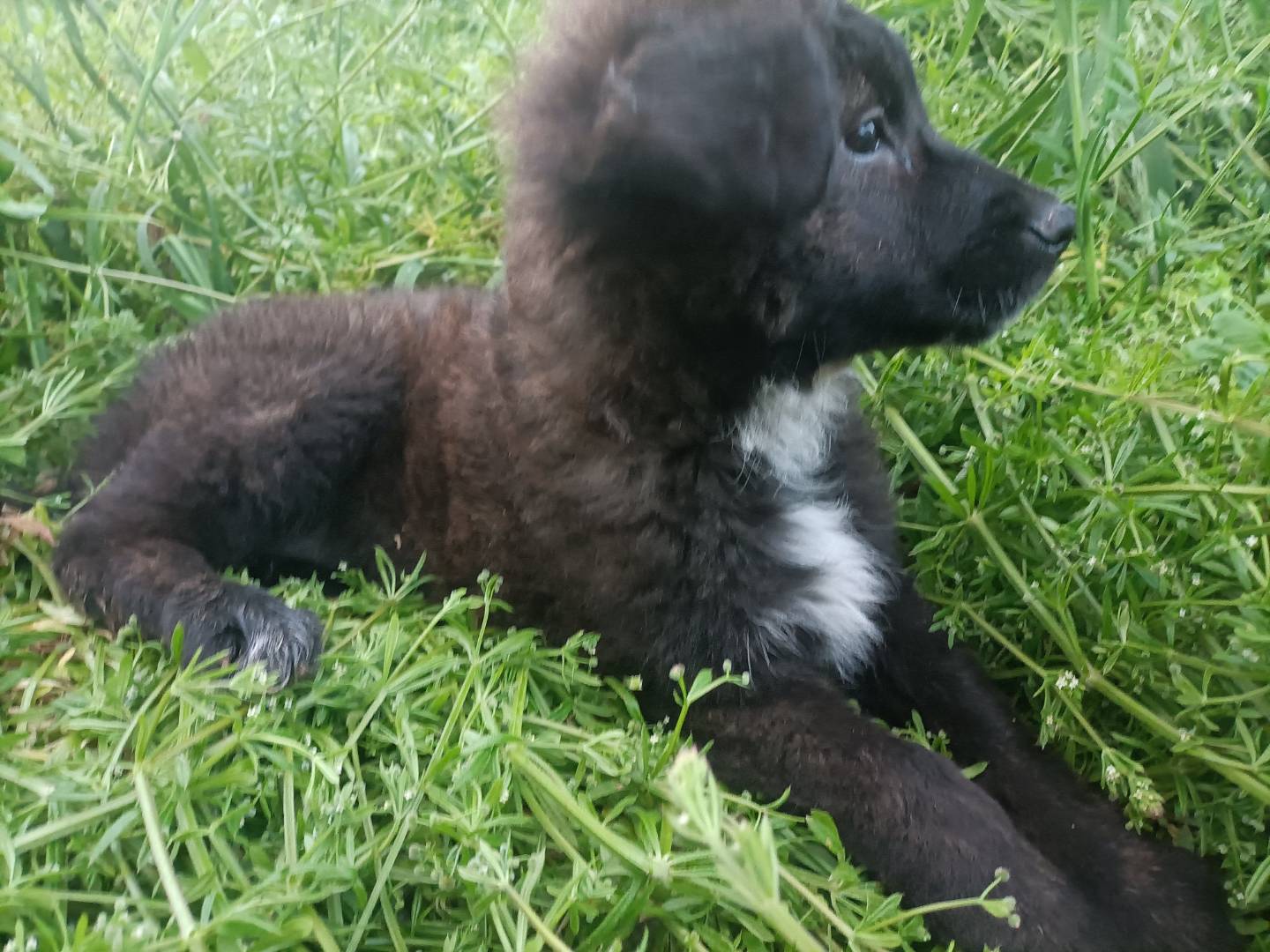 Adotta un cane, femmina, 3 mesi, Potenza