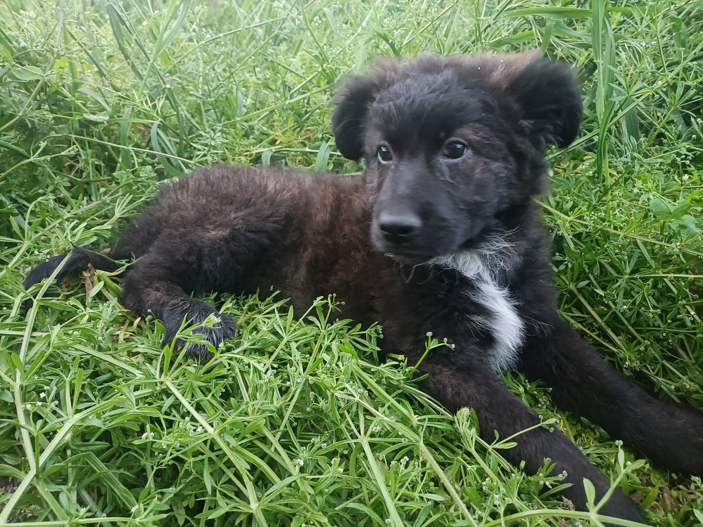 Vuoi adottare un cane a Potenza?