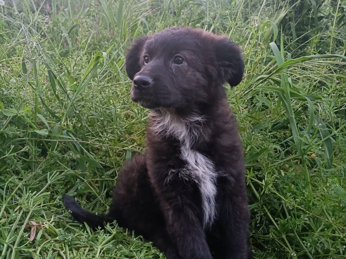 Adotta il cane Betty  a Potenza