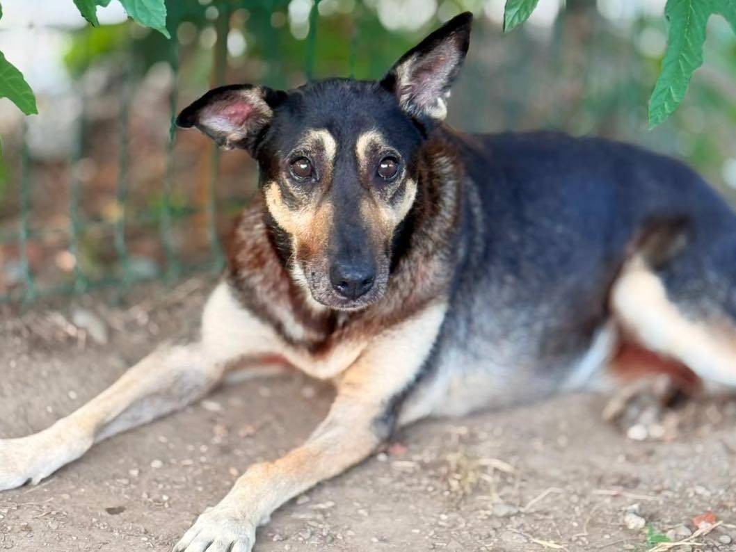 Adozione cane, femmina, Razza sconosciuta Razza sconosciuta, 13 anni, taglia media contenuta, Bergamo