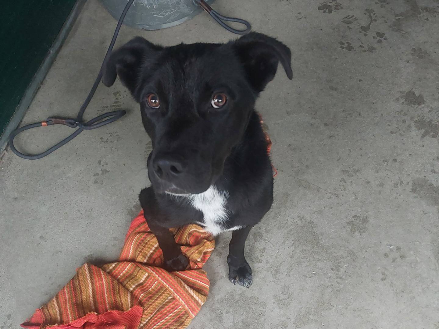 Adozione cane, maschio, Pitbull Razza sconosciuta, 1 anno e 7 mesi, taglia media, Torino