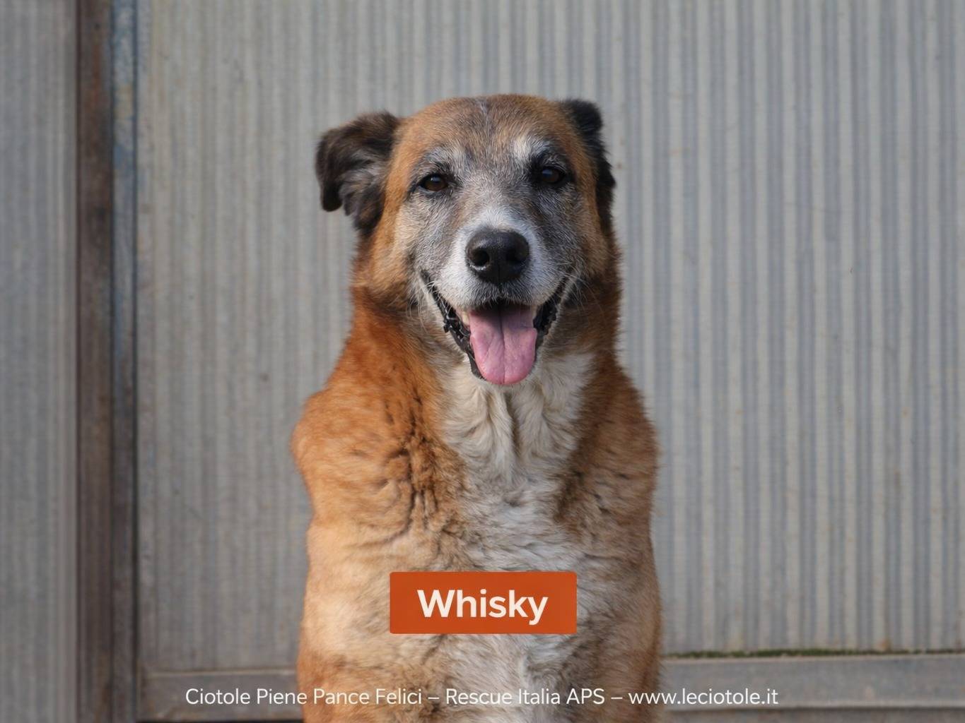 Adozione cane, maschio, Razza sconosciuta Razza sconosciuta, 10 anni e 10 mesi, taglia grande, Treviso