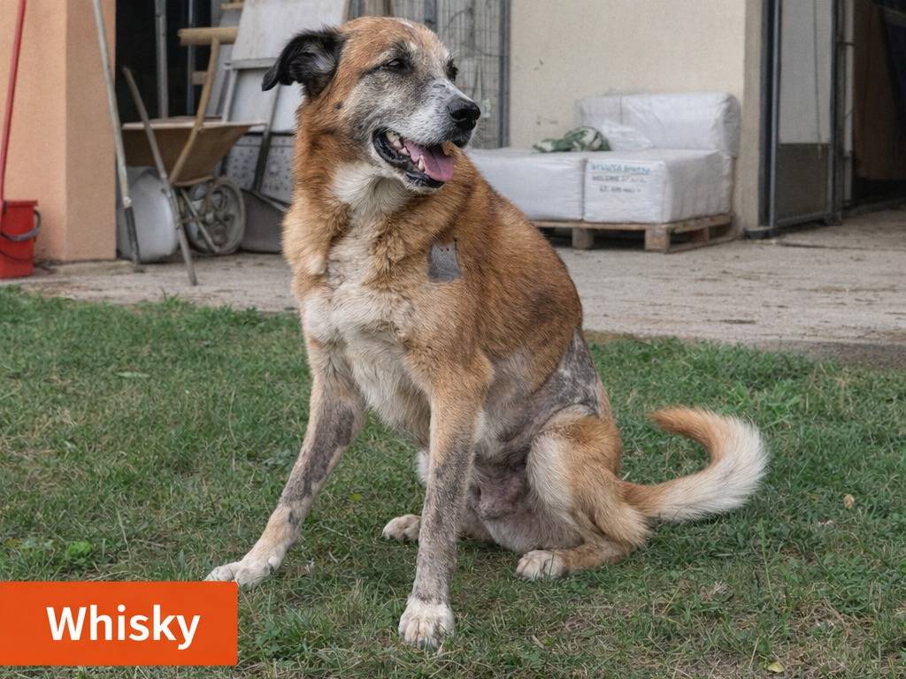 Adotta un cane, maschio, 10 anni e 10 mesi, Treviso