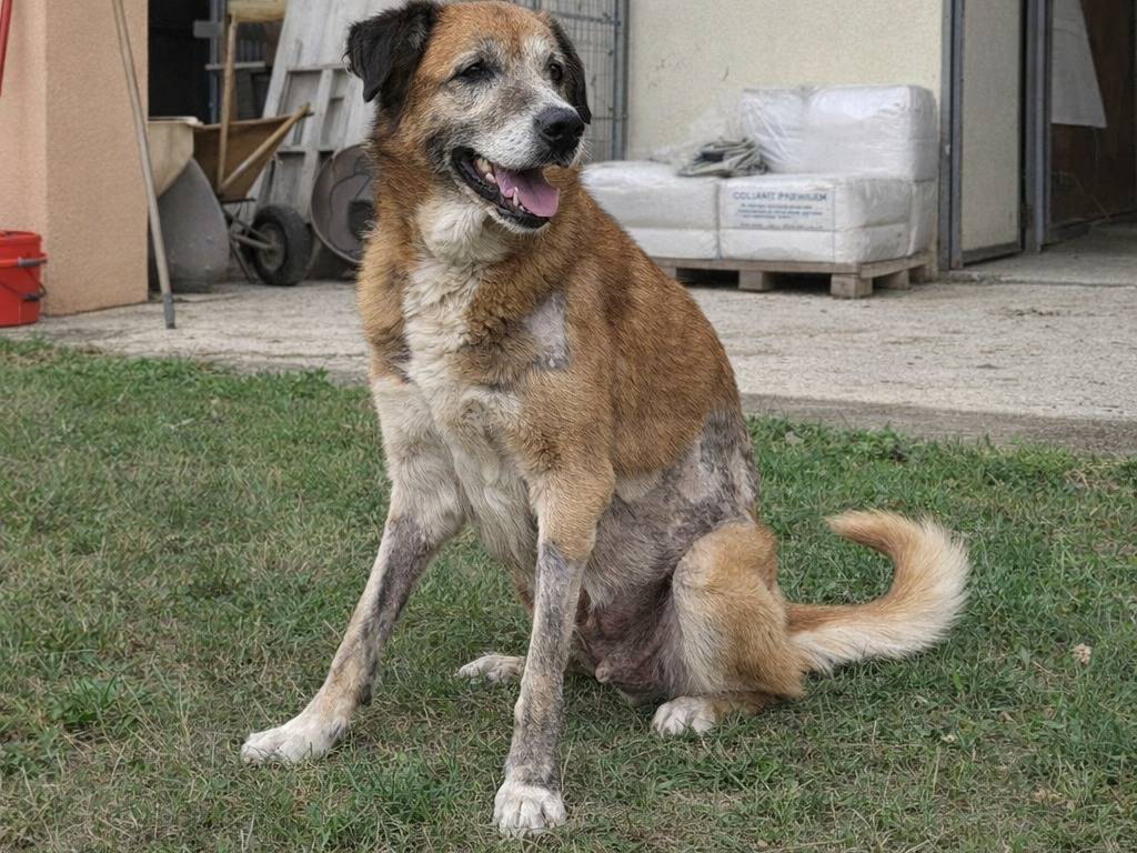 Adotta un cane, taglia grande, maschio, Treviso
