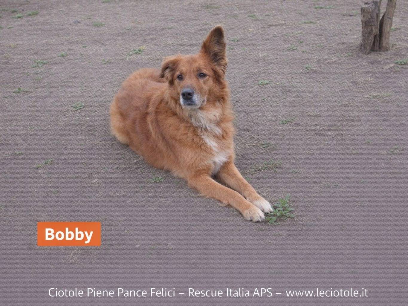 Adozione cane, maschio, Razza sconosciuta Razza sconosciuta, 5 anni e 5 mesi, taglia grande, Avellino