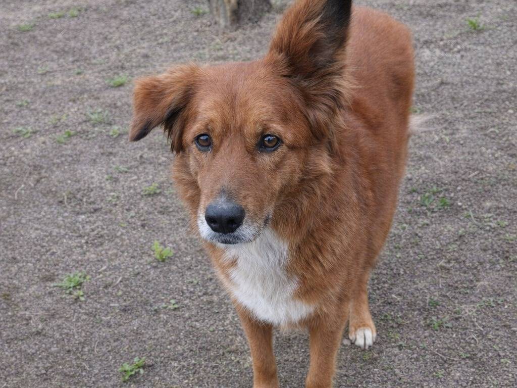 Adotta un cane, maschio, 5 anni e 5 mesi, Avellino