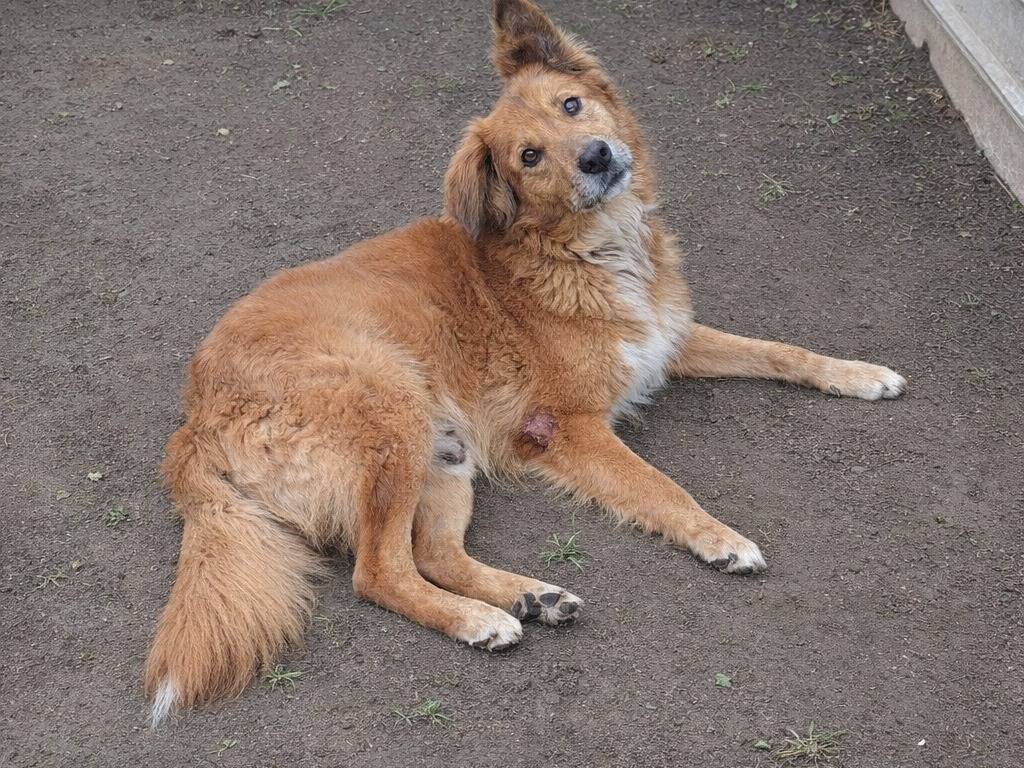 Adotta un cane, taglia grande, maschio, Avellino