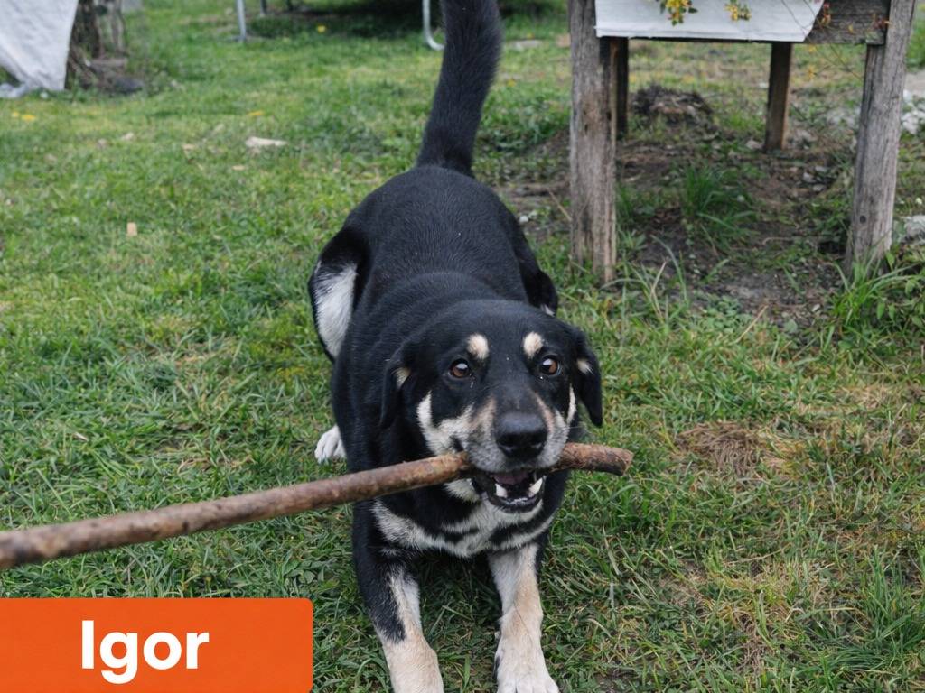 Adotta un cane, maschio, 2 anni e 1 mese, Avellino