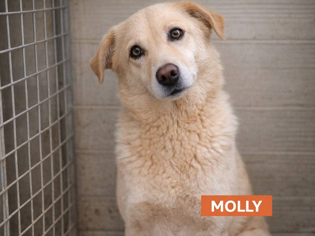 Adotta un cane, taglia media, femmina, Savona