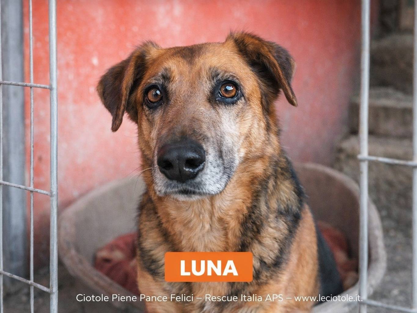 Adozione cane, femmina, Razza sconosciuta Razza sconosciuta, 12 anni e 1 mese, taglia media, Avellino